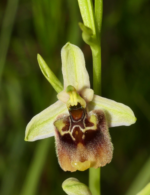 Ophrys lacaitae tra introgressioni e forme ibride  Molise 2023.